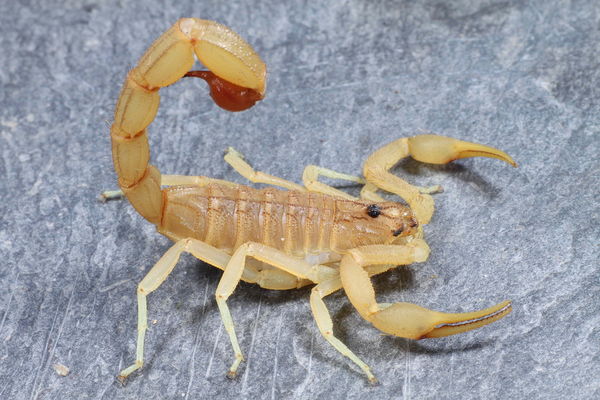 Hottentotta flavidulus – Pakistan Red Scorpion | Colorful Communal Species | Live Arrival Guarantee