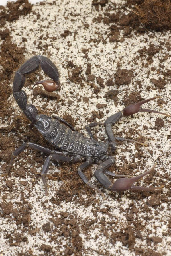 Hottentotta gentili 'Central Clade' – Black Alligator Back Scorpion | Large Moroccan Species | Live Arrival Guarantee