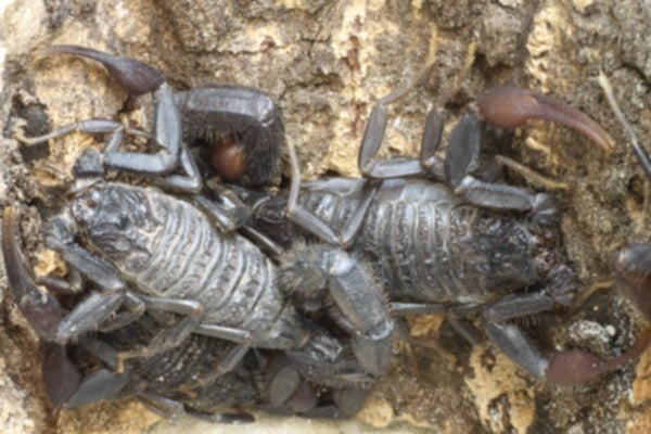 Hottentotta gentili 'Central Clade' – Black Alligator Back Scorpion | Large Moroccan Species | Live Arrival Guarantee