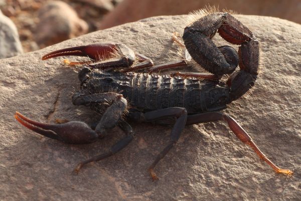 Hottentotta sousai – Giant Hairy Alligator Back Scorpion | Rare Largest Hottentotta Species | Live Arrival Guarantee