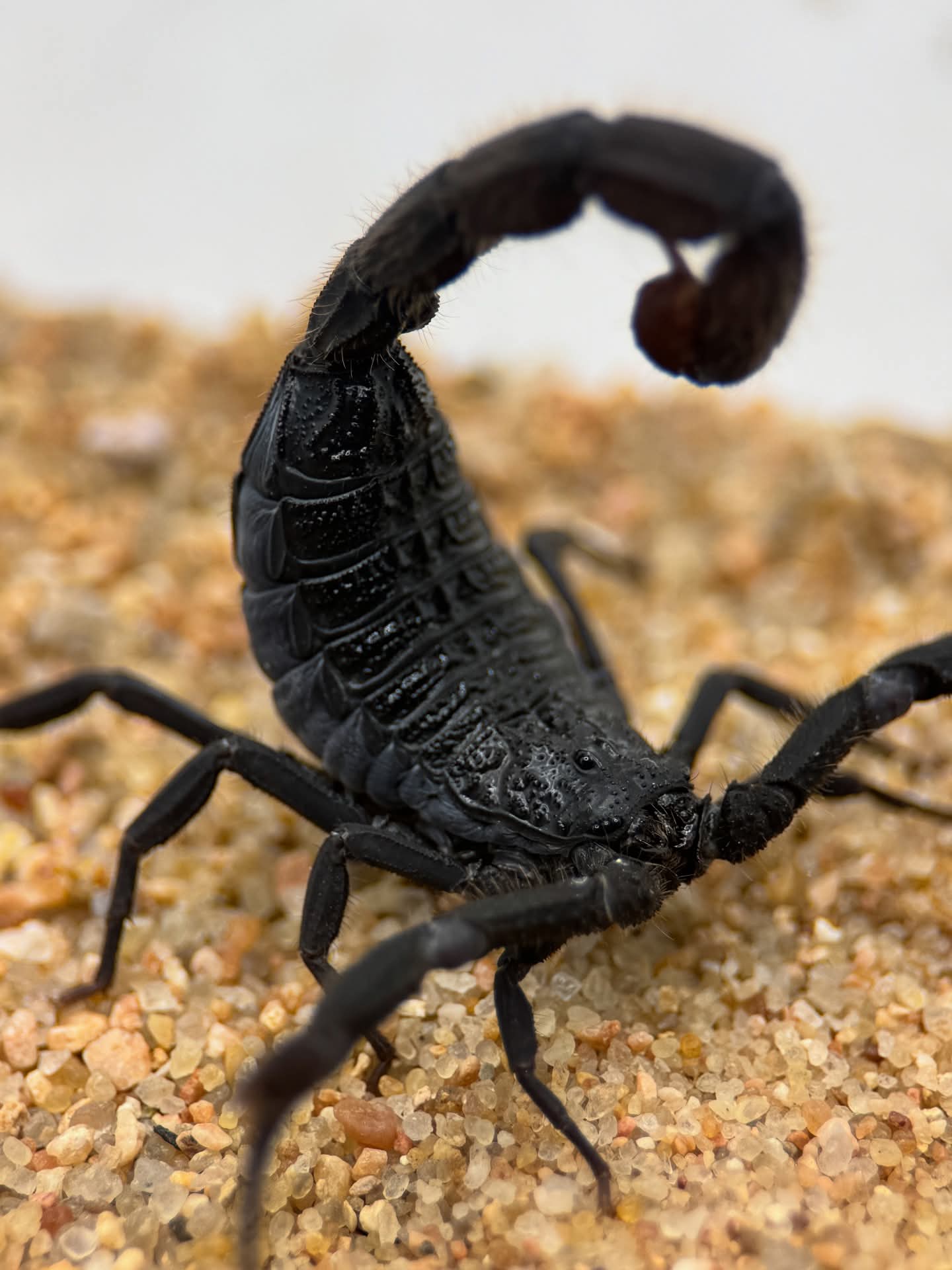 Hottentotta sousai – Giant Hairy Alligator Back Scorpion | Rare Largest Hottentotta Species | Live Arrival Guarantee