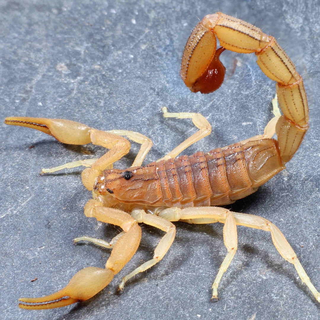 Hottentotta tamulus – Indian Red Scorpion | Famous Reddish Species | Live Arrival Guarantee