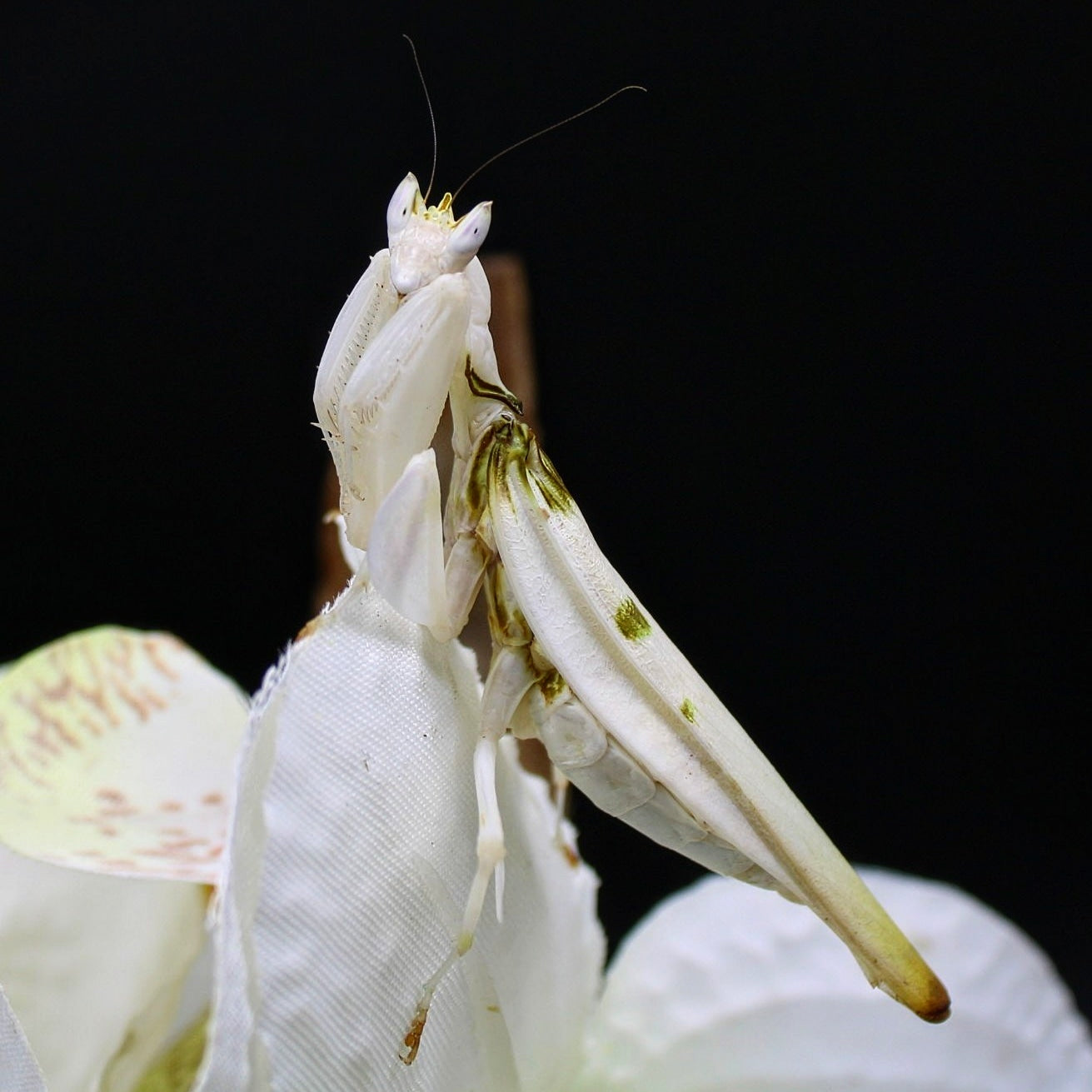 Hymenopus coronatus - Orchid Mantis for Sale | Live Arrival Guarantee