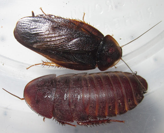 Hyporhicnoda litomorpha – Panama Wood Roach | Fascinating Wood-Dwelling Species | Live Arrival Guarantee