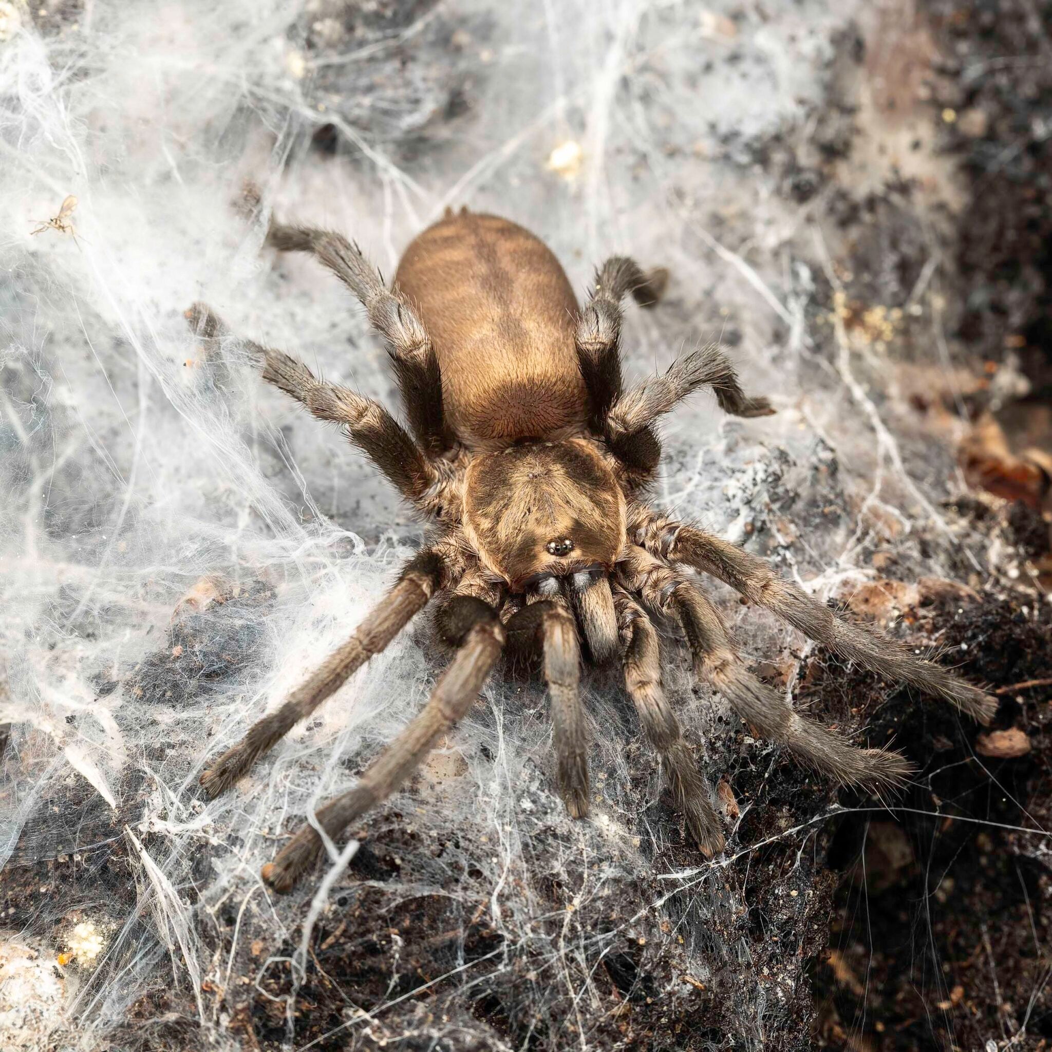 Ischnocolus vanandelae - Omani Golden Tiger Tarantula for Sale | Live Arrival Guarantee