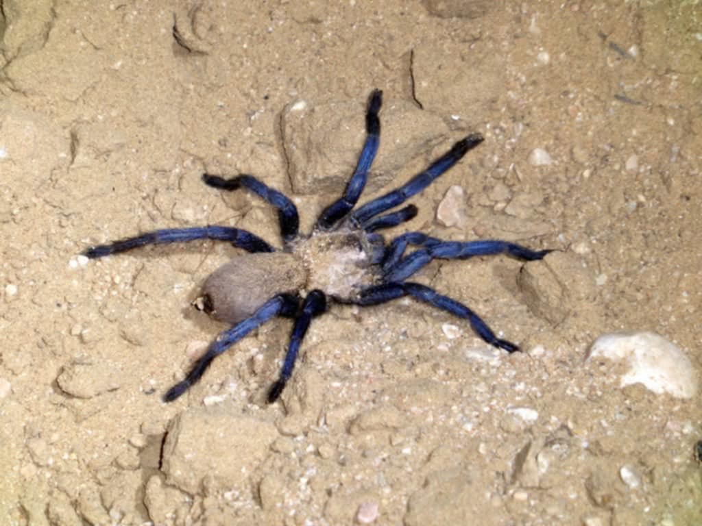 Ischnocolus jickelii 'Blue' - Dhofar Blue Dwarf Tarantula for Sale | Live Arrival Guarantee