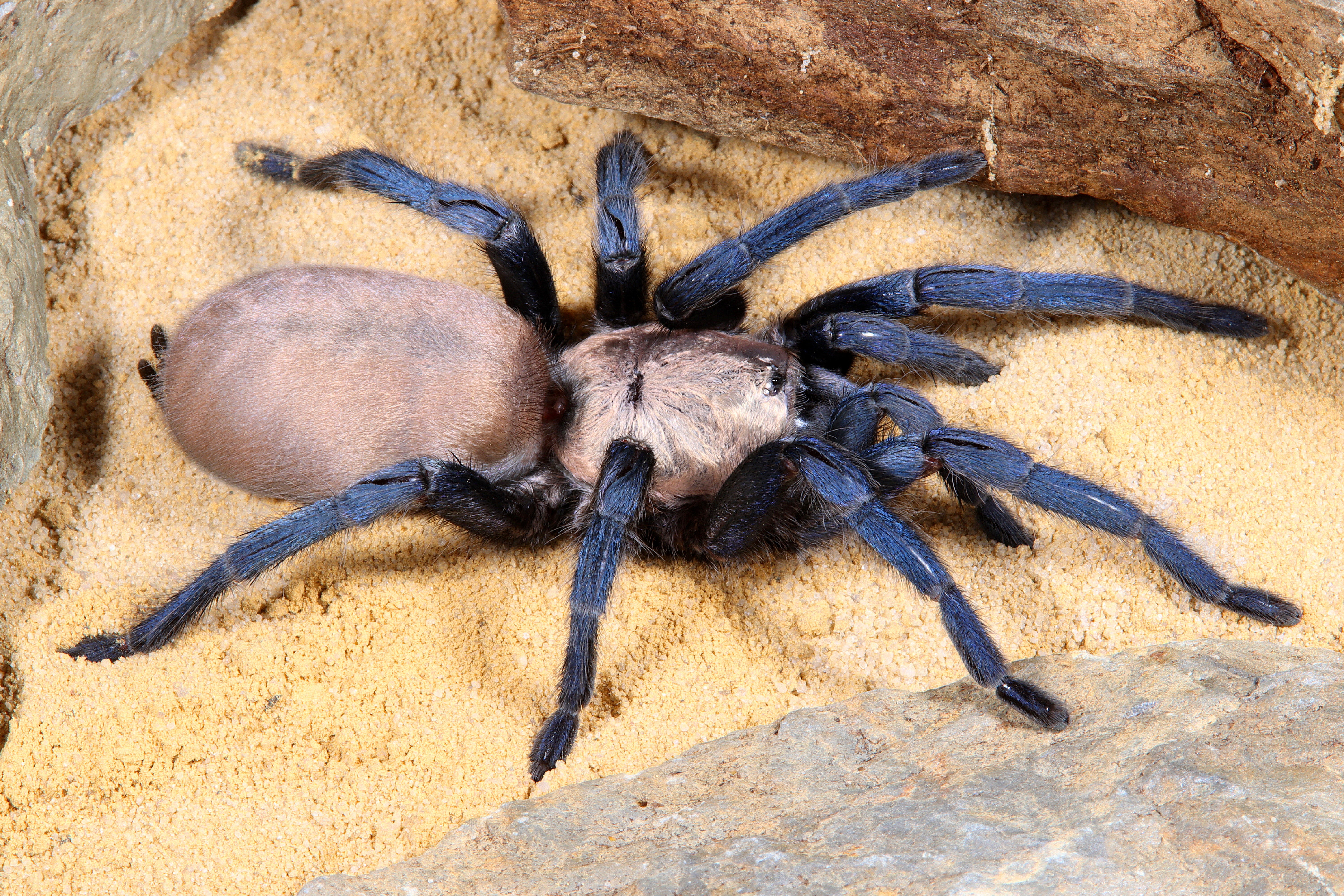 Ischnocolus jickelii 'Blue' - Dhofar Blue Dwarf Tarantula for Sale