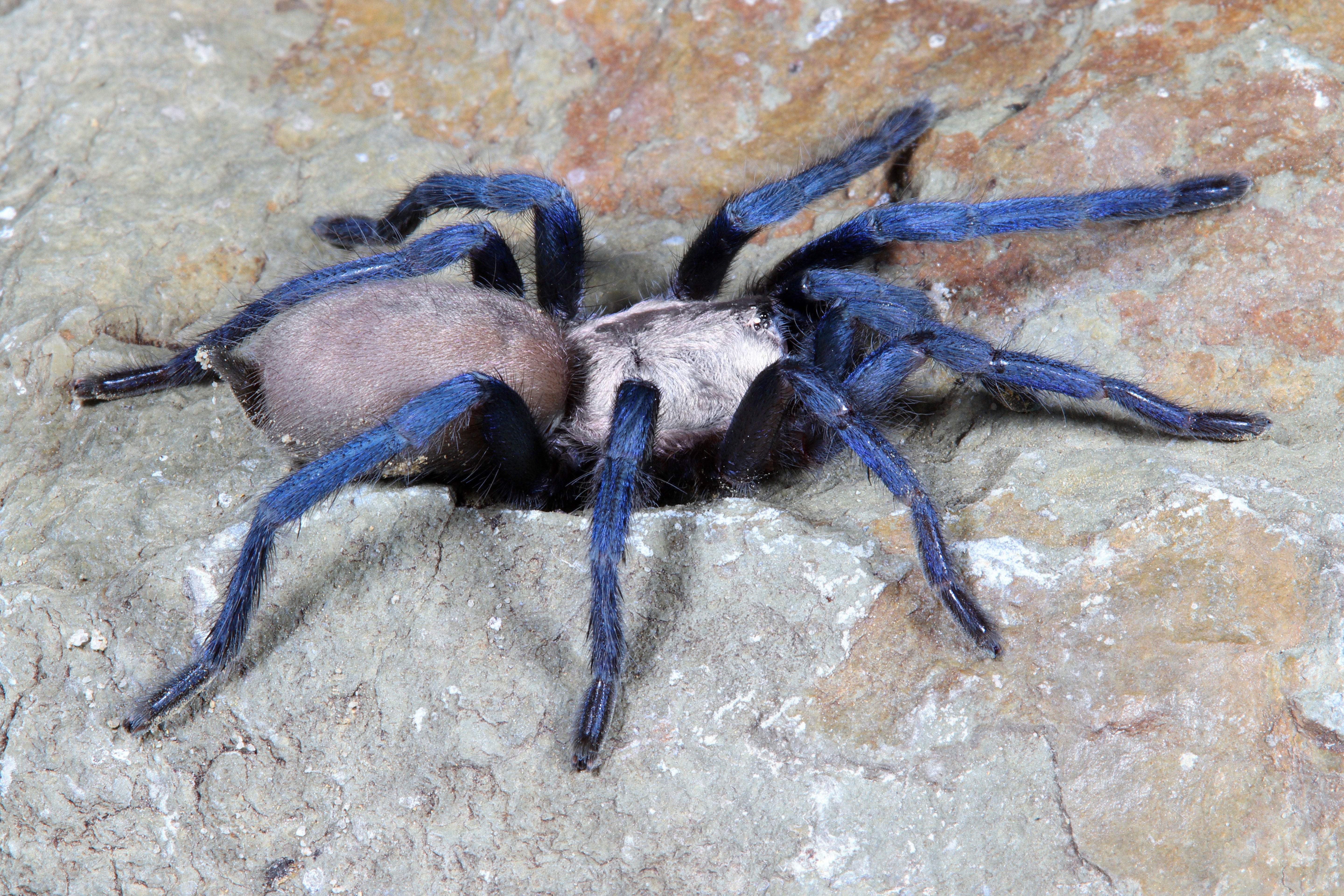 Ischnocolus jickelii 'Blue' - Dhofar Blue Dwarf Tarantula for Sale | Live Arrival Guarantee