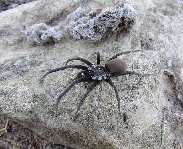 Kukulcania hibernalis – Southern Crevice Spider | Live Arrival Guarantee