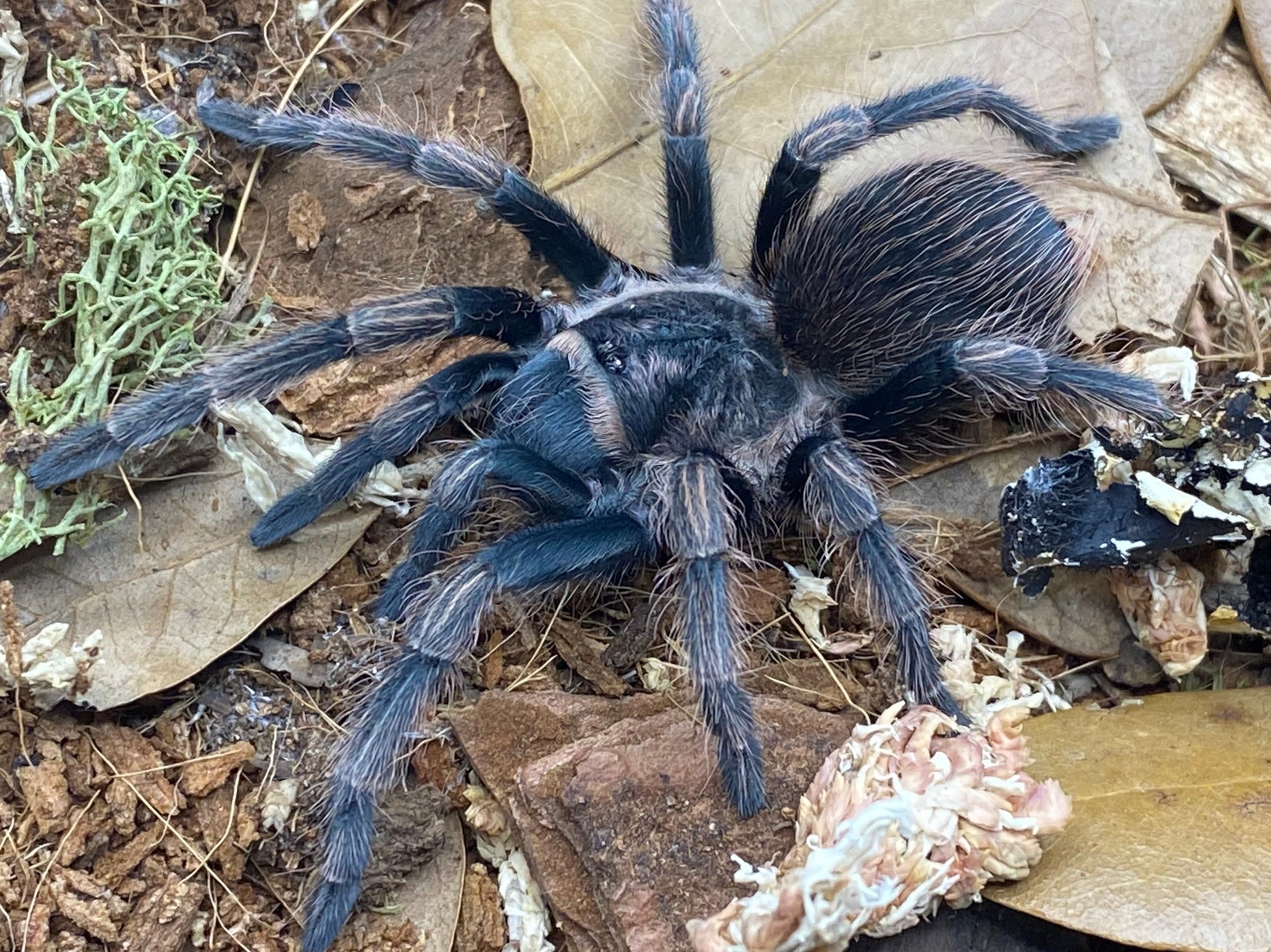 Lasiodorides polycuspulatus – Peruvian Giant Blonde Tarantula | Rare South American Giant | Live Arrival Guarantee