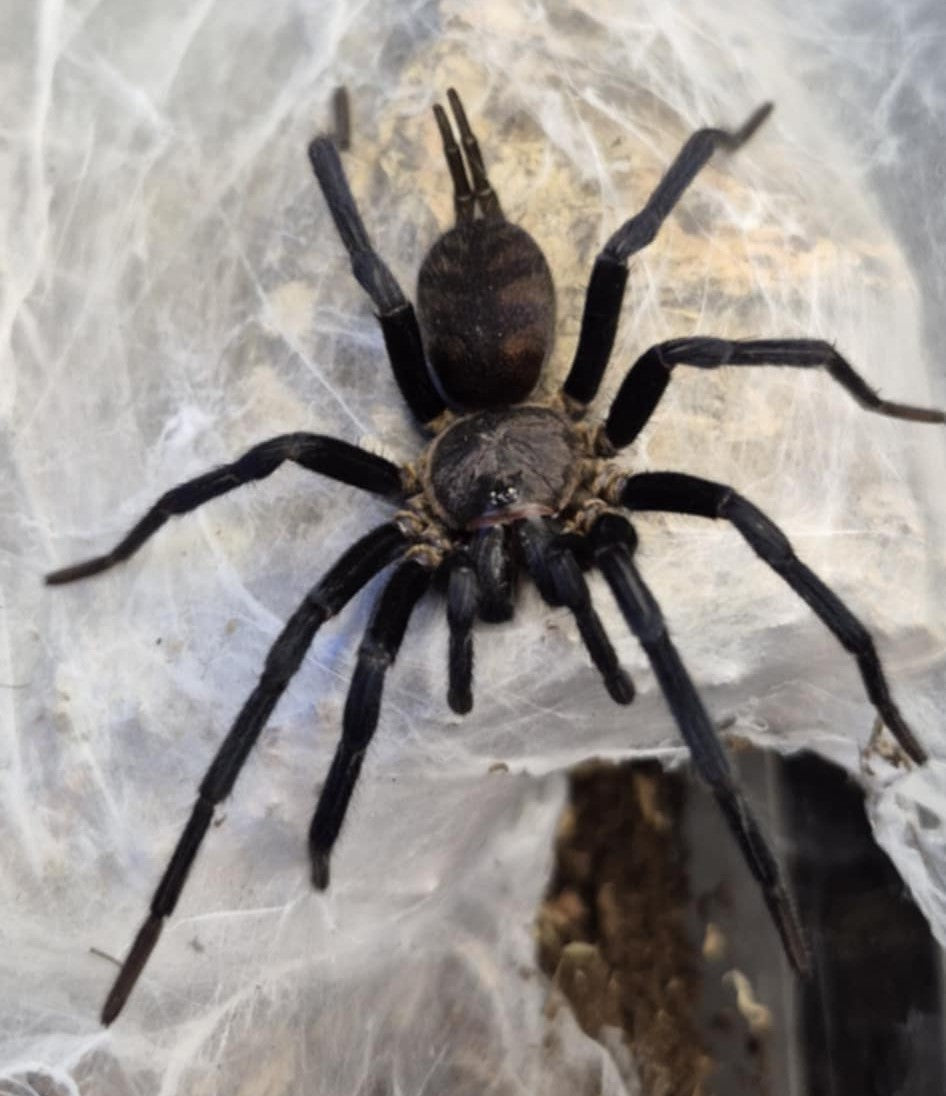 Linothele fallax – Bolivian Tiger Funnel Web Spider | Stunning Mygalomorph Species | Live Arrival Guarantee