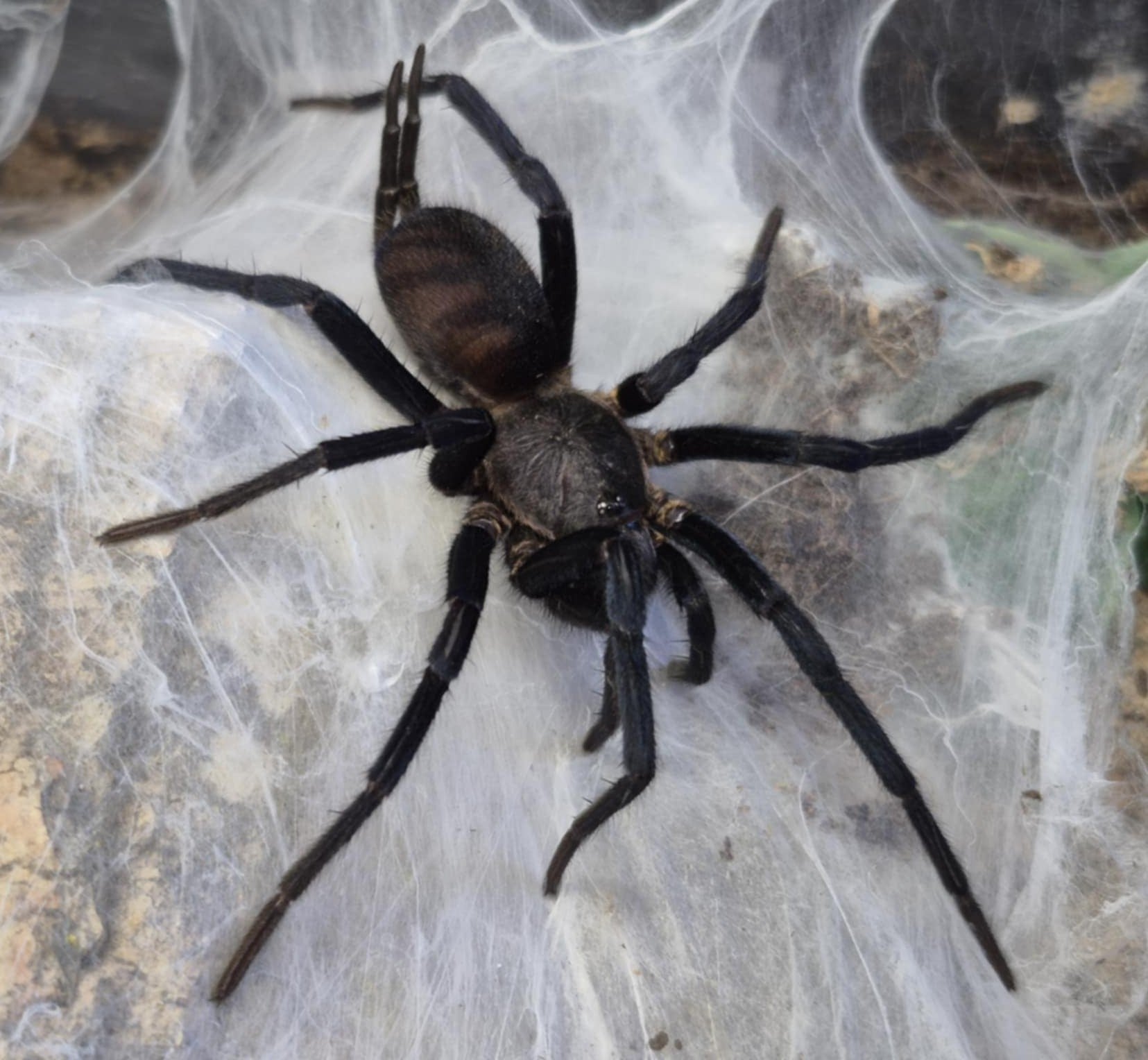 Linothele fallax – Bolivian Tiger Funnel Web Spider | Stunning Mygalomorph Species | Live Arrival Guarantee