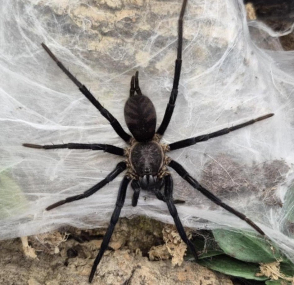 Linothele fallax – Bolivian Tiger Funnel Web Spider | Stunning Mygalomorph Species | Live Arrival Guarantee