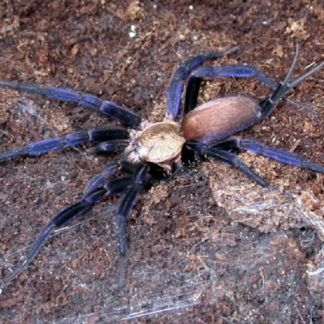 Linothele sericata – Colombian Blue & Gold Funnel Web Spider | Stunning Arboreal Curtain Weaver | Live Arrival Guarantee