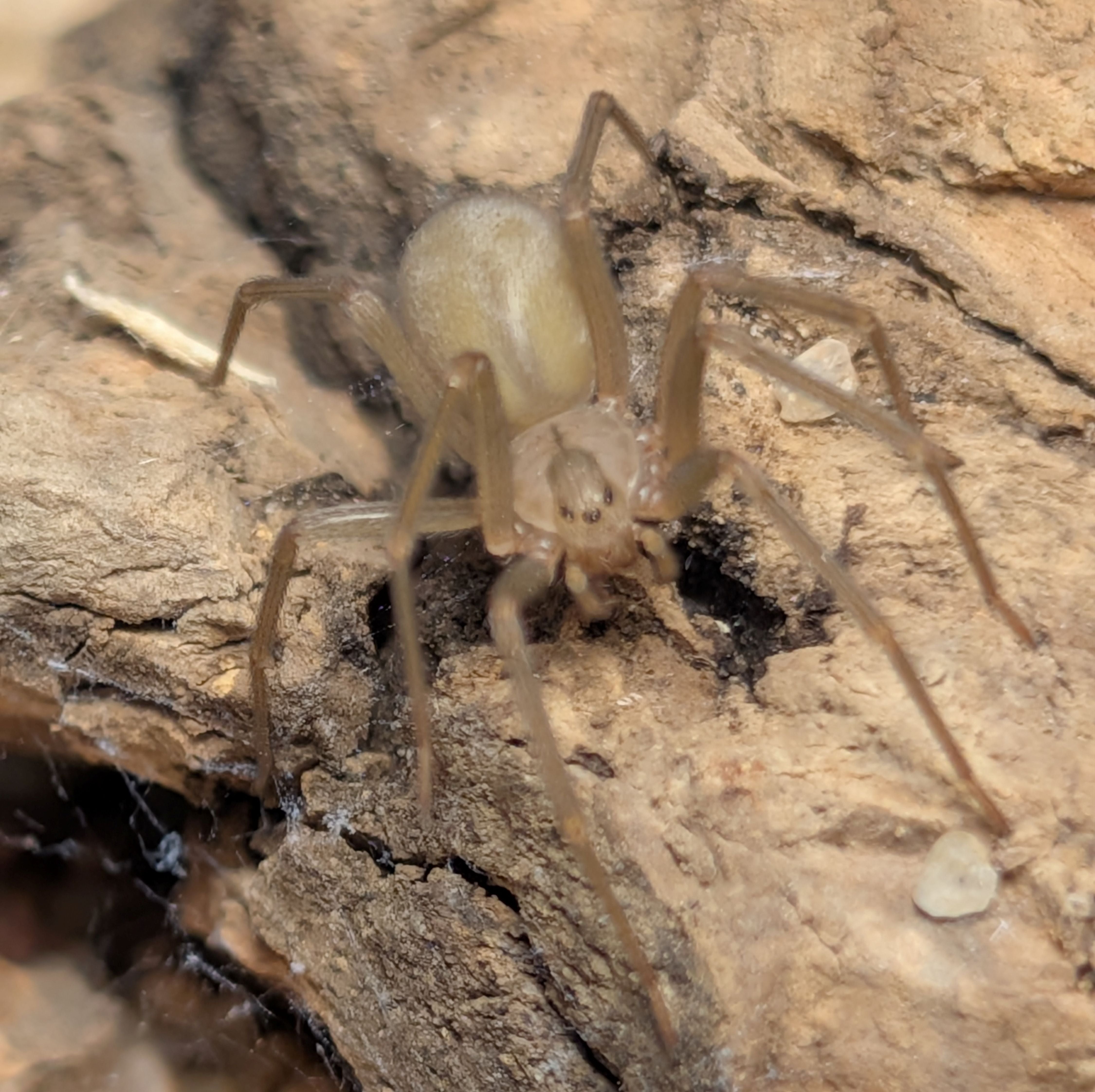 Loxosceles blanda – Big Bend Recluse | Rare North American Recluse Spider | Live Arrival Guarantee