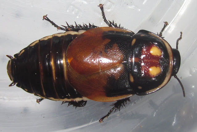 Lucihormetica verrucosa – Warty Glowspot Roach | Bioluminescent Display Roach | Live Arrival Guarantee
