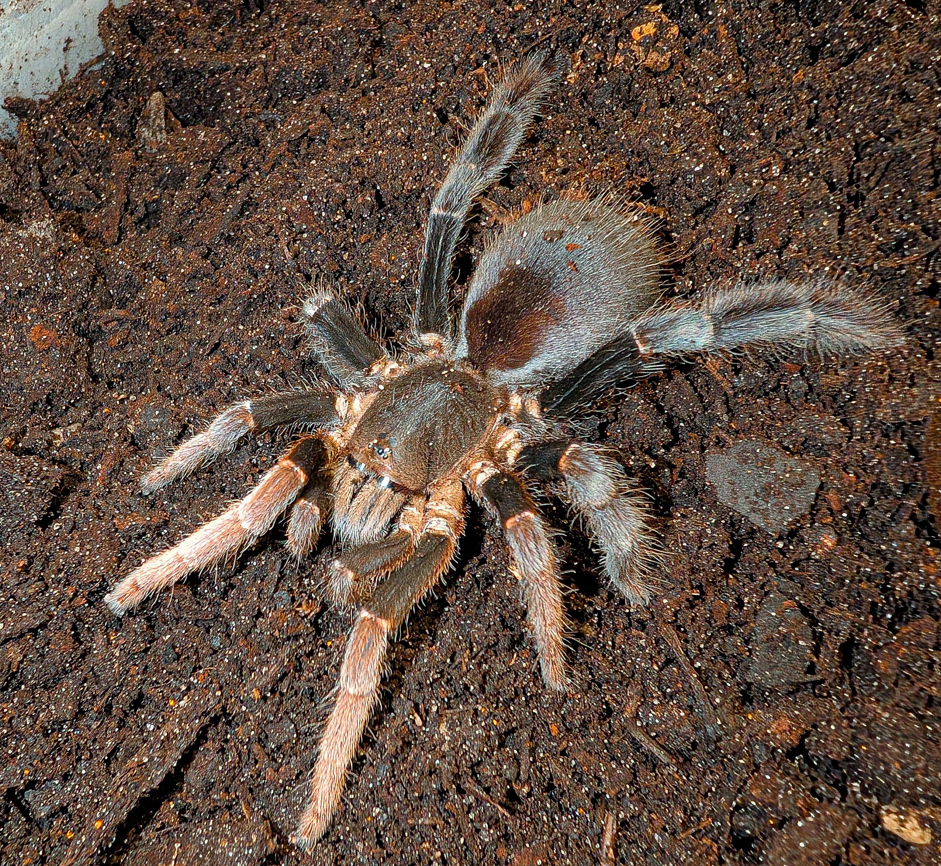 Lyrognathus giannisposatoi - Sumatran Stout Leg Tarantula for Sale | Live Arrival Guarantee