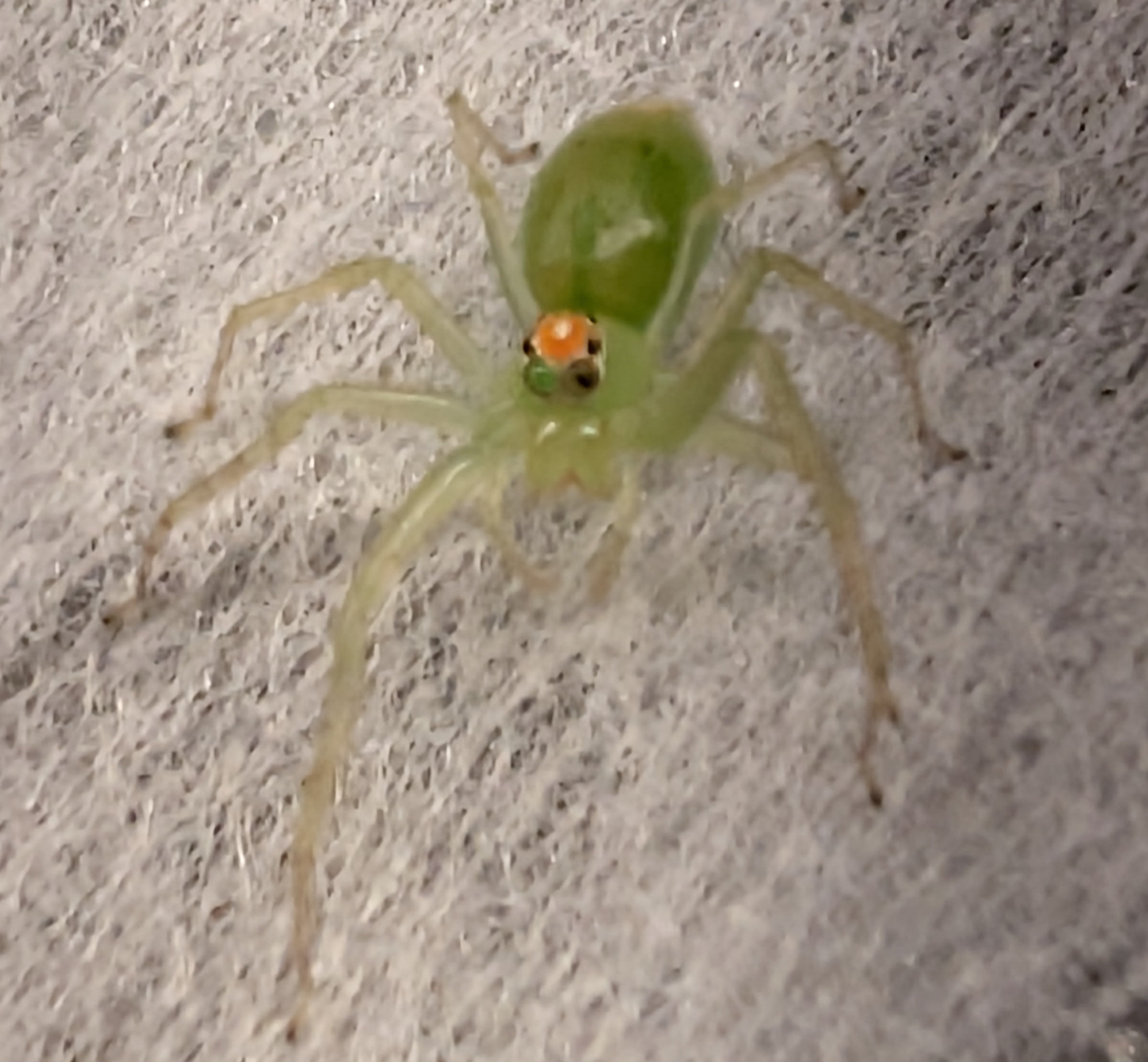 Lyssomanes viridis – Magnolia Green Jumping Spider | Ethereal Translucent Jumping Spider | Live Arrival Guarantee