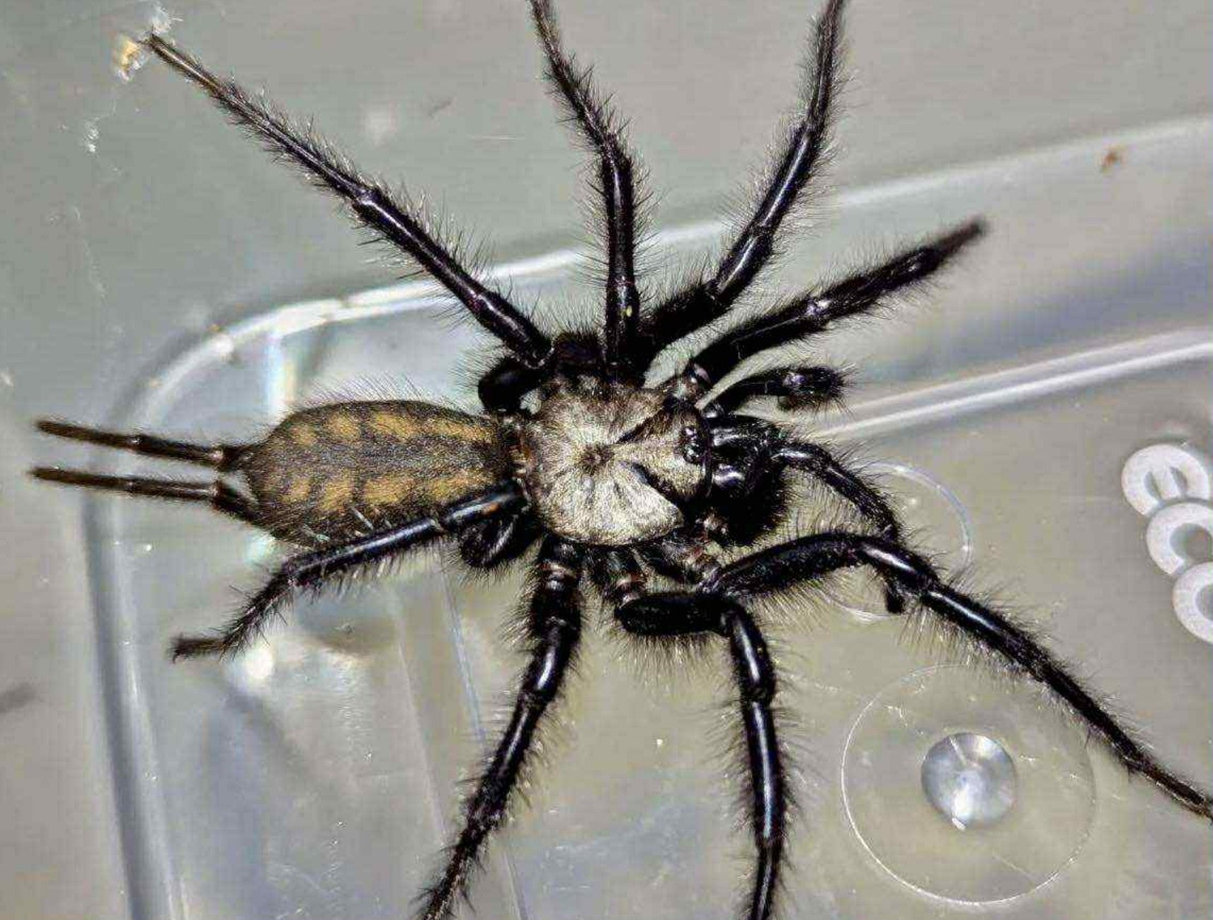 Macrothele sp Ghost – Ghost Funnel Web Spider | Rare Mygalomorph Species | Live Arrival Guarantee