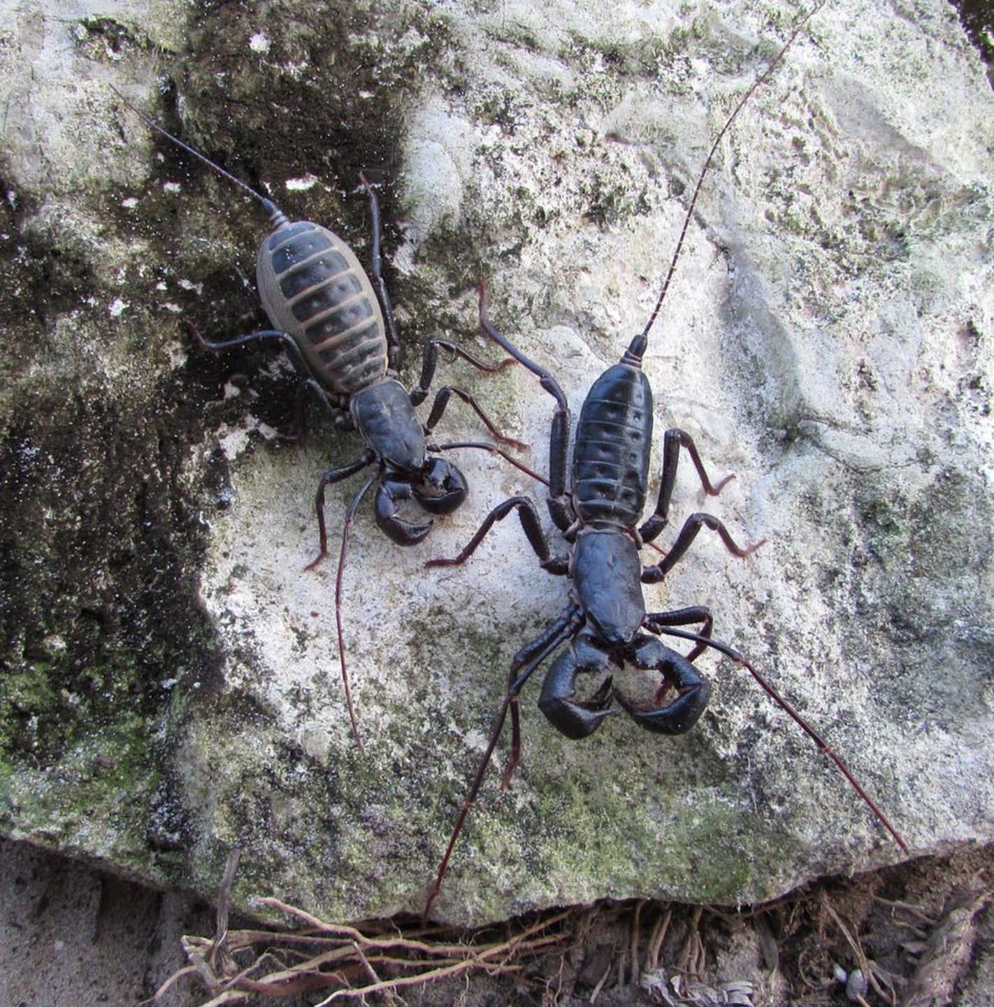 Mastigoproctus giganteus – Texas Giant Vinegaroon | Impressive Desert Whipscorpion | Live Arrival Guarantee