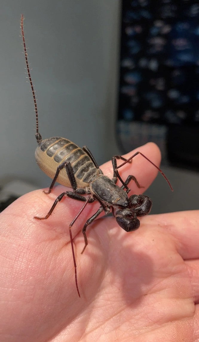 Mastigoproctus tohono – Sonoran Vinegaroon | Impressive Desert Whipscorpion | Live Arrival Guarantee