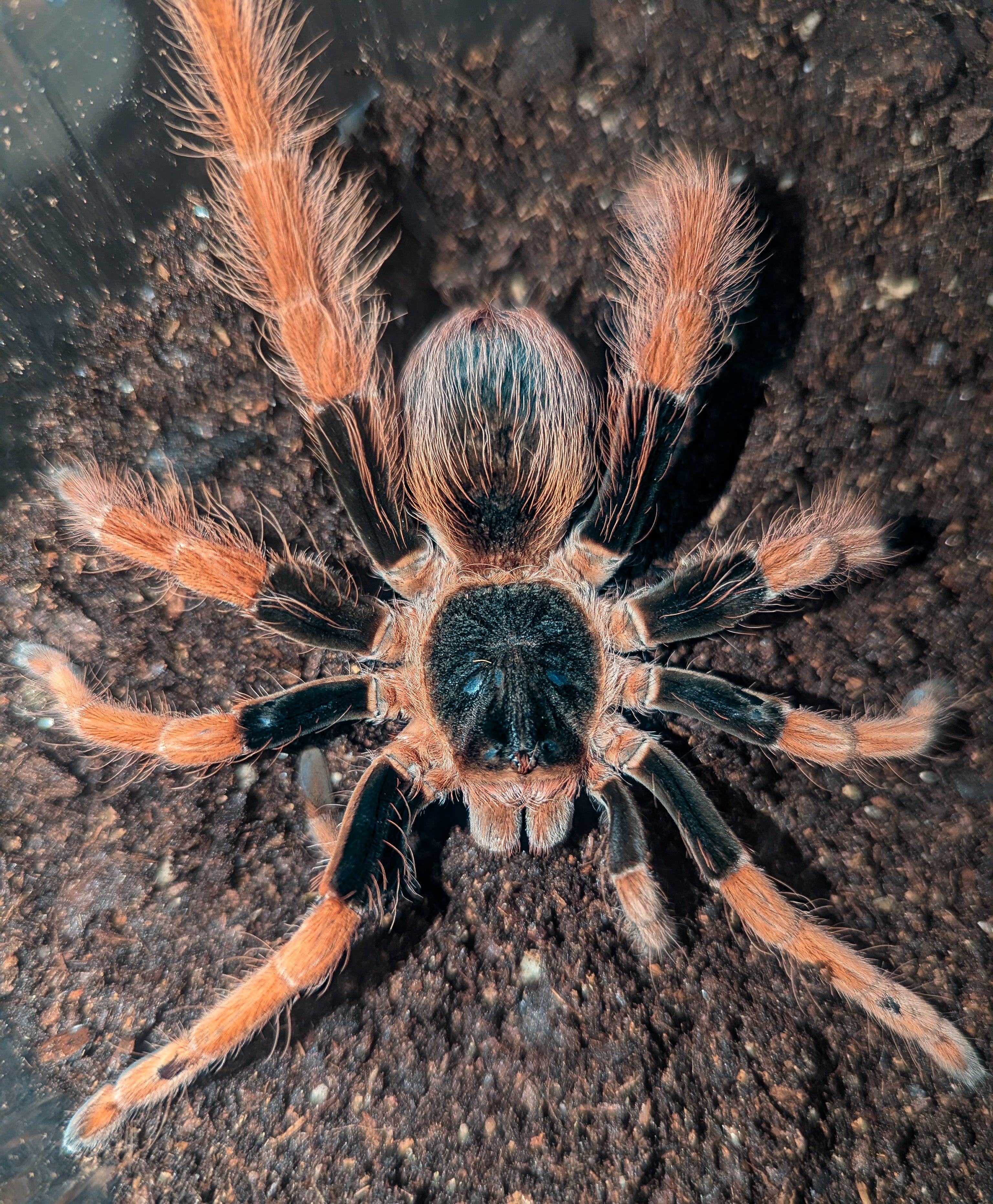 Megaphobema robustum – Colombian Giant Red Leg | Massive New World Giant | Live Arrival Guarantee