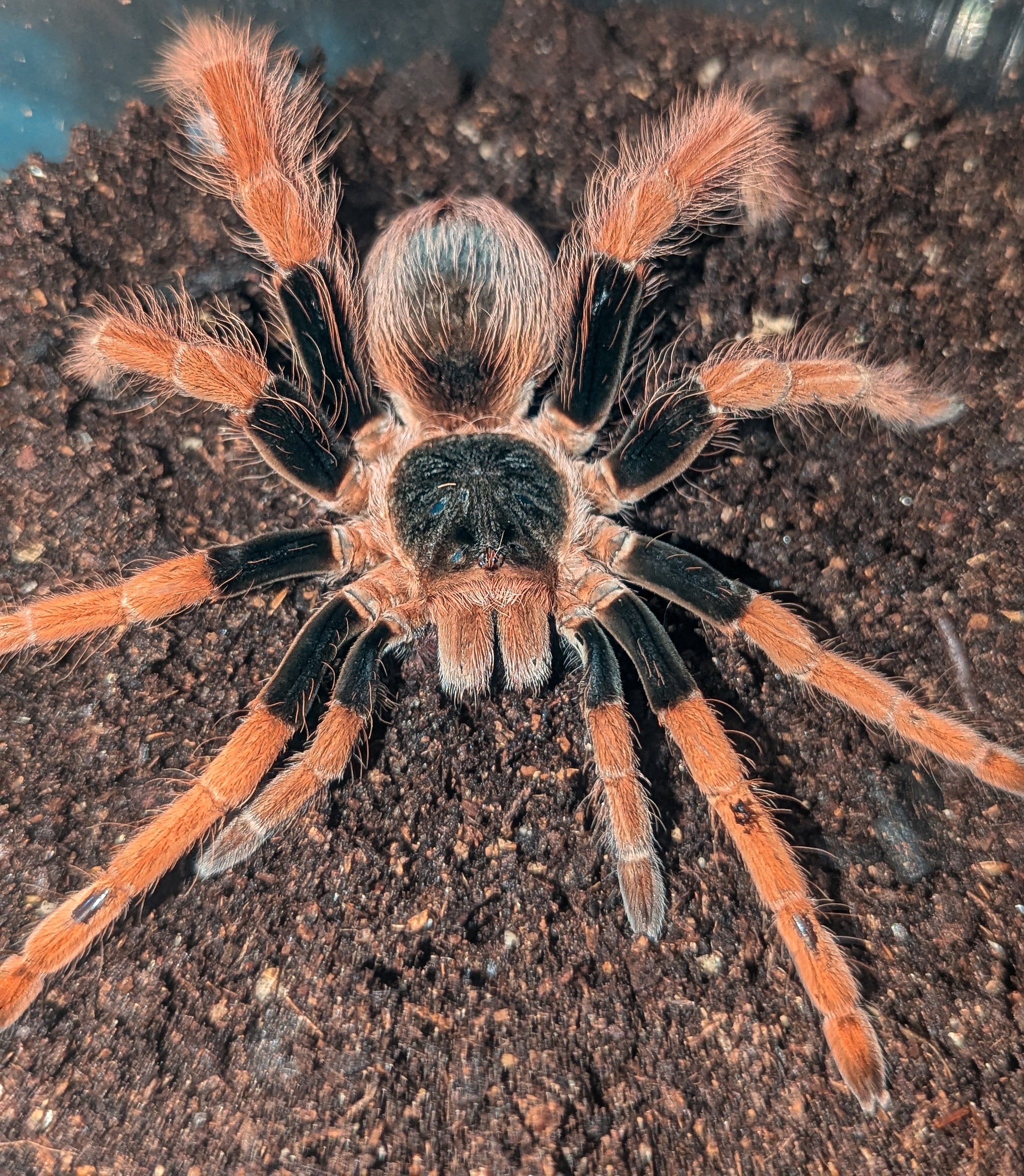 Megaphobema robustum – Colombian Giant Red Leg | Massive New World Giant | Live Arrival Guarantee