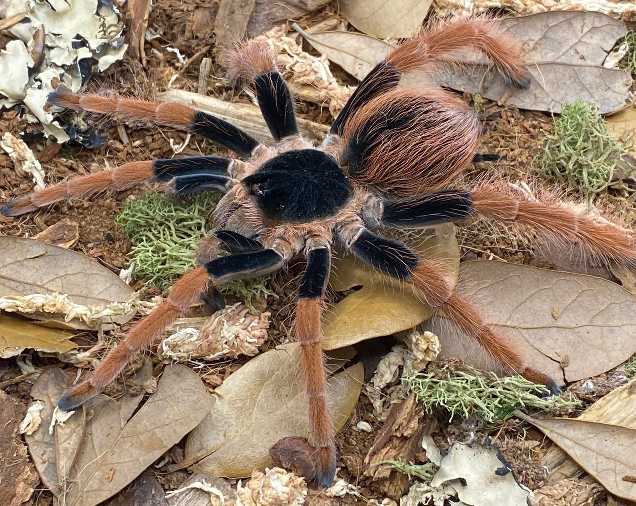 Megaphobema robustum – Colombian Giant Red Leg | Massive New World Giant | Live Arrival Guarantee