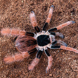 Megaphobema robustum – Colombian Giant Red Leg | Massive New World Giant | Live Arrival Guarantee