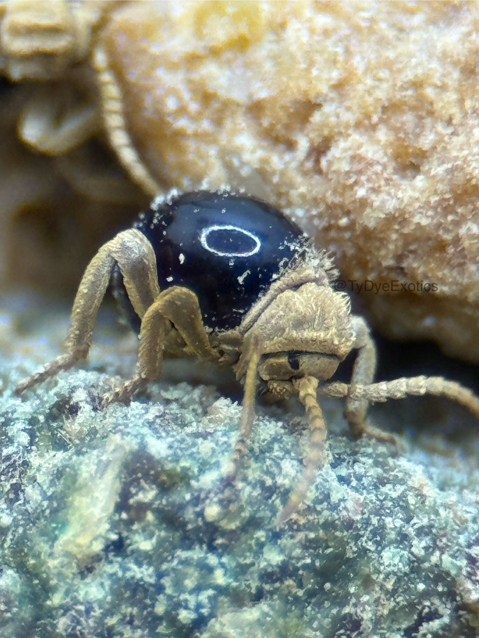 Mezium affine – Shiny Spider Beetle | Beautiful Pet Species with Velvety Faces | Live Arrival Guarantee