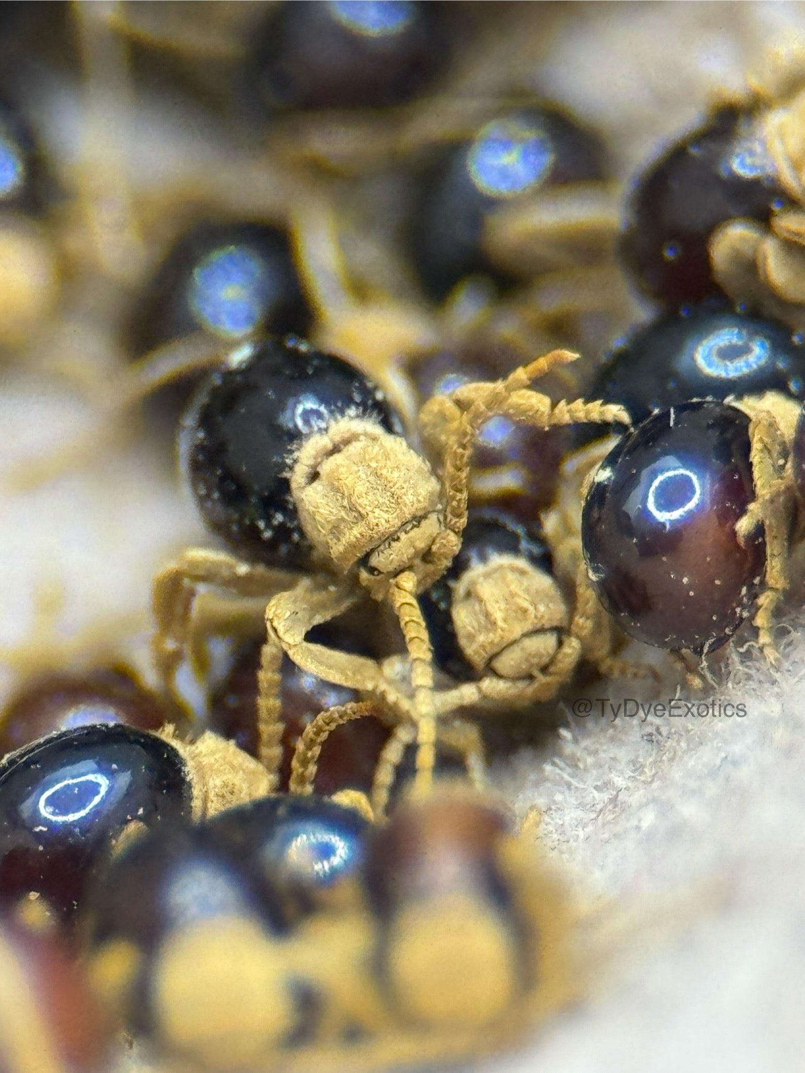 Mezium affine – Shiny Spider Beetle | Beautiful Pet Species with Velvety Faces | Live Arrival Guarantee