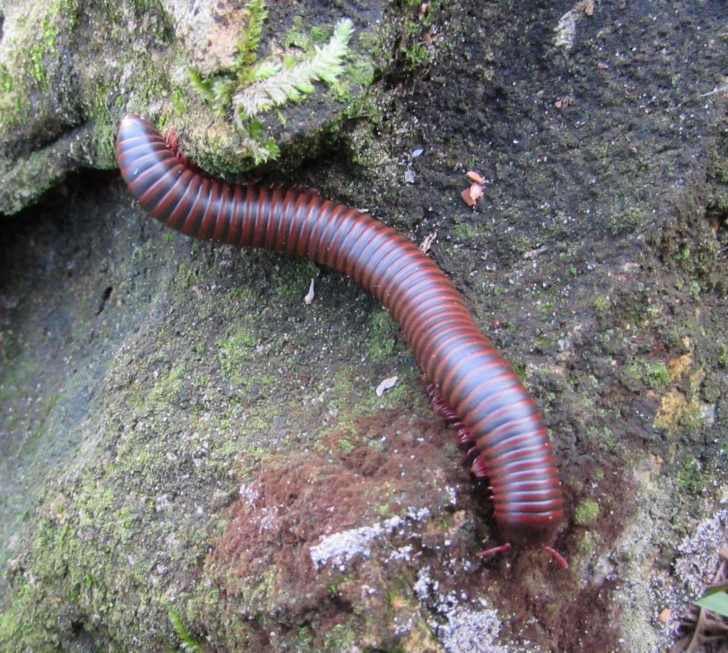Narceus americanus – American Pinkfoot Millipede | Hardy Native Species | Live Arrival Guarantee