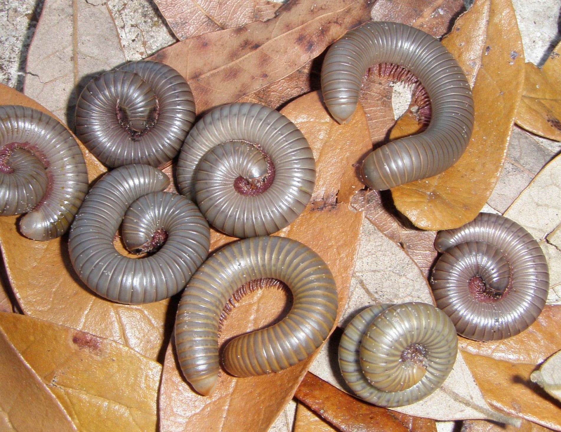 Narceus gordanus – Smokey Oak Millipede | Beautiful Native Species | Live Arrival Guarantee