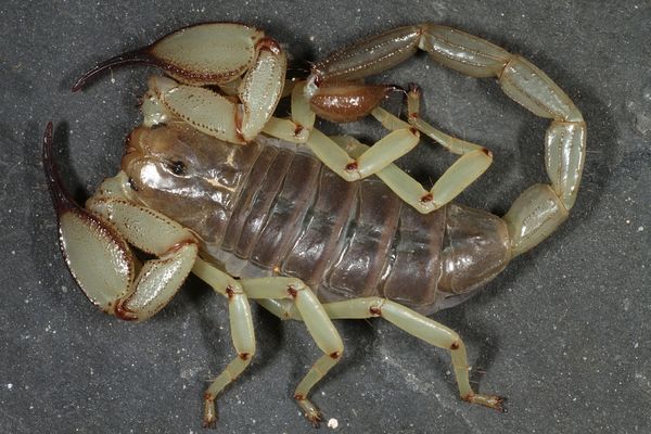 Nebo whitei 'Yellow' – White's Nebo Scorpion | New Yellow Color Form | Live Arrival Guarantee
