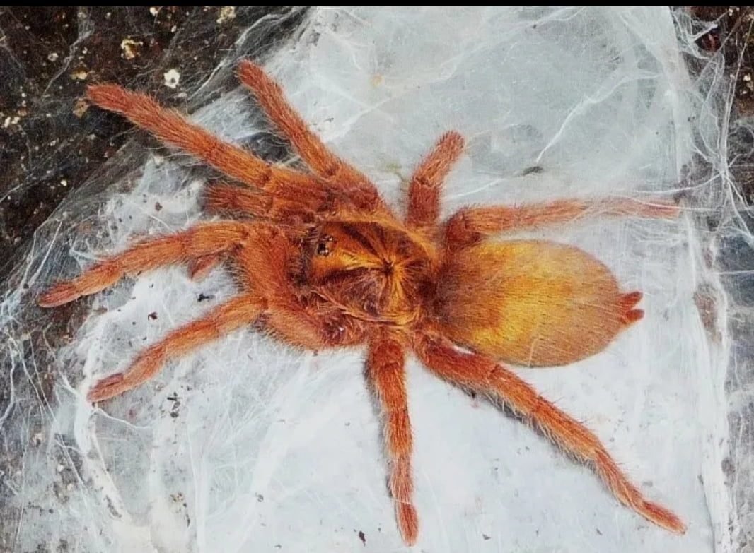 Neoholothele incei 'Gold' – Trinidad Gold Tarantula | Golden Dwarf Jewel | Live Arrival Guarantee