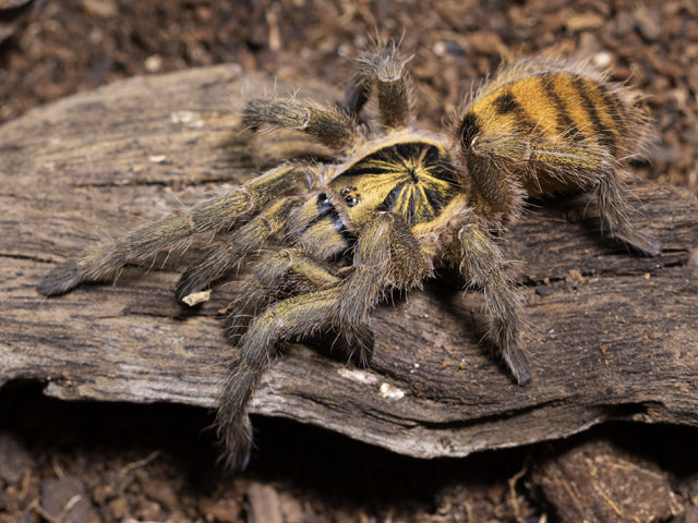 Neoholothele incei 'Olive' – Trinidad Dwarf Tarantula | Live Arrival Guarantee