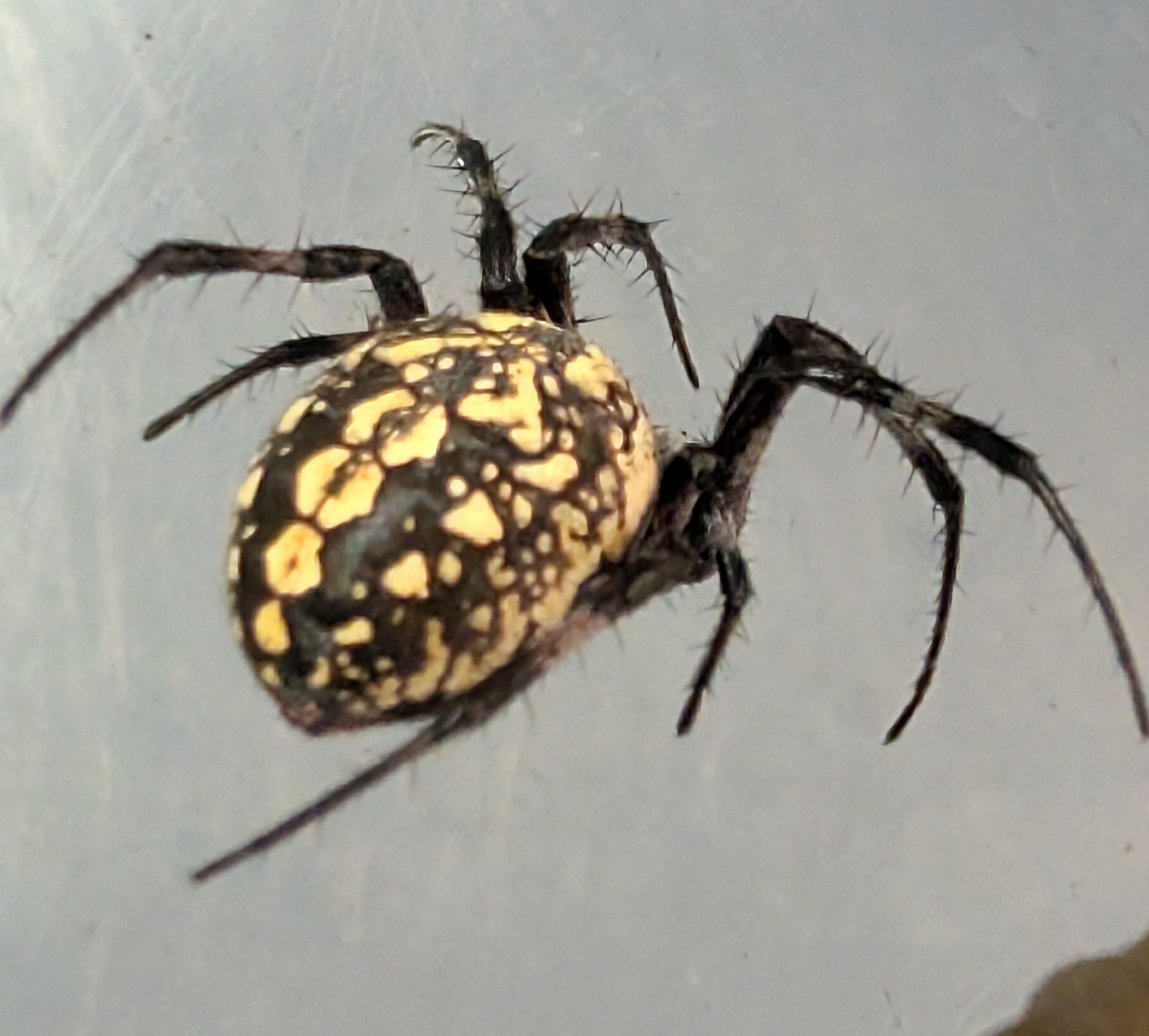 Neoscona oaxacensis – Western Spotted Orb Weaver | Stunning Native Orb Weaver Spider | Live Arrival Guarantee