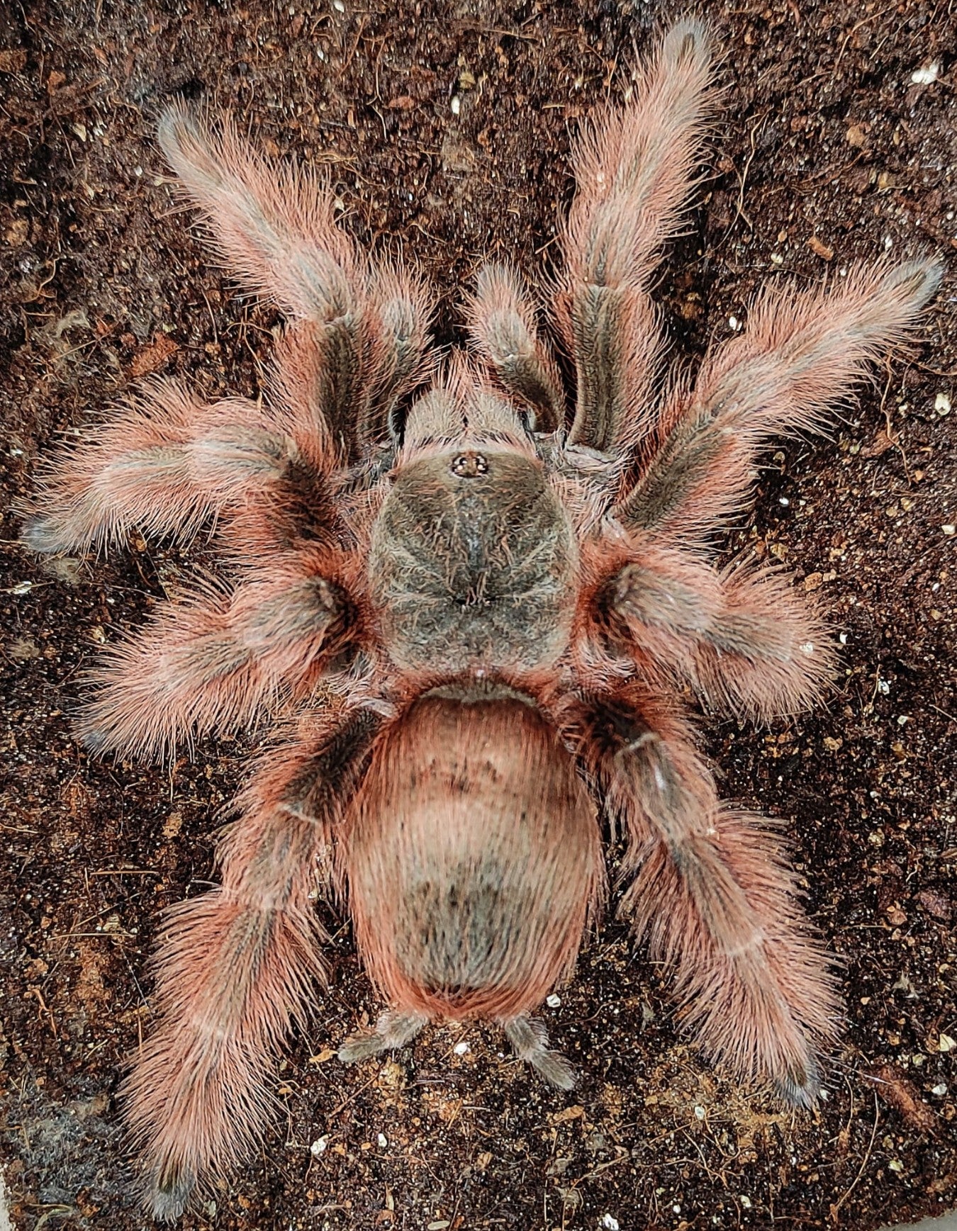 Nhandu tripepii – Brazilian Giant Blonde Tarantula | Massive New World Terrestrial | Live Arrival Guarantee