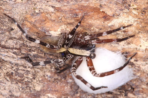 Ohvida sp Cuba – Cuban Wandering Spider | Rare Caribbean Species | Live Arrival Guarantee