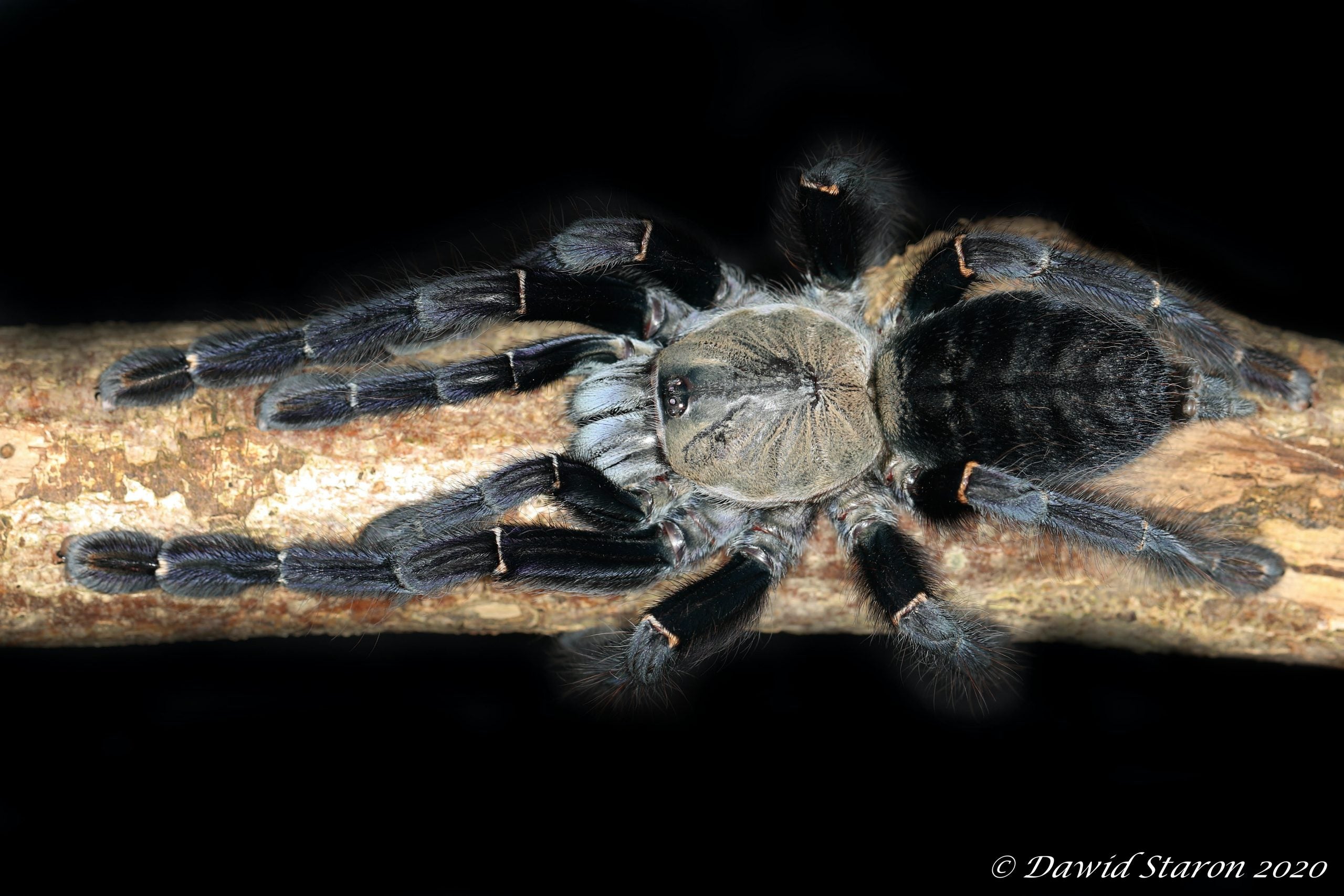 Omothymus sp. "Sumatran Tiger" – Sumatran Tiger Tarantula | Rare Asian Species | Live Arrival Guarantee