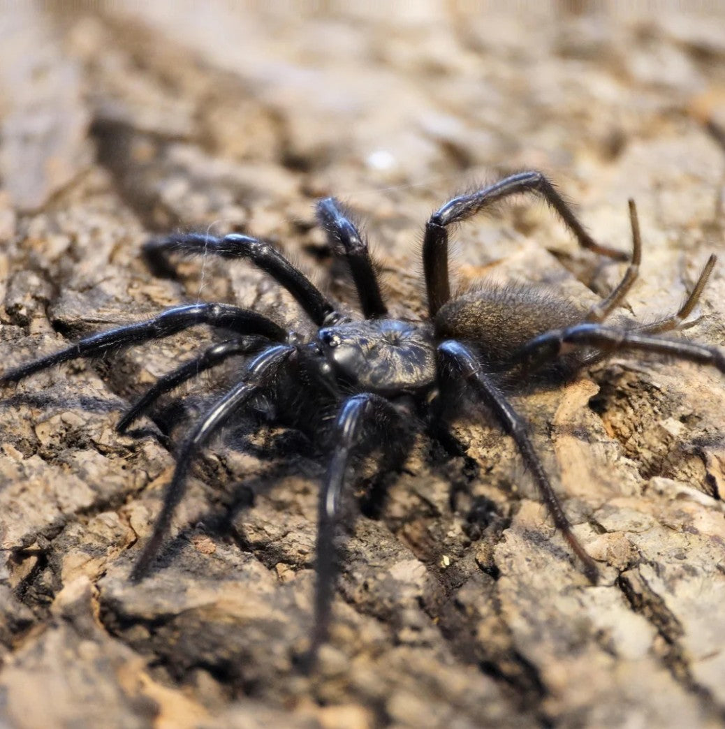 Orientothele yani – Yunnan Funnel Web Spider | Rare Mygalomorph Species | Live Arrival Guarantee