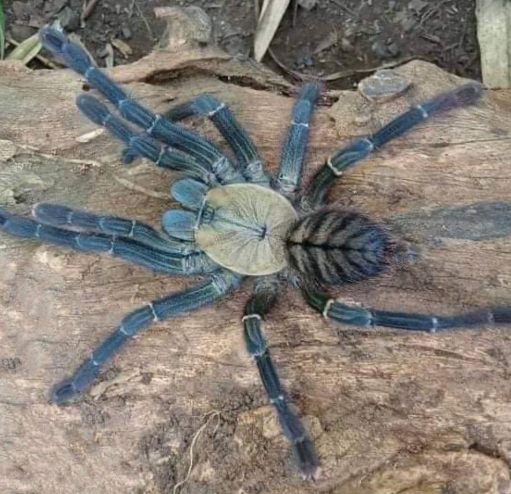 Ornithoctoninae sp Haribon – Philippine Eagle Tarantula | Rare Philippine Jewel | Live Arrival Guarantee