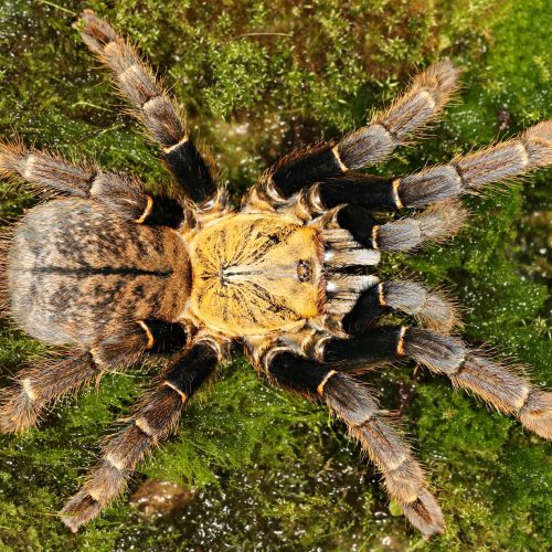 Ornithoctoninae sp. "Ho Chi Minh" – Earth Tiger Tarantula | Rare Vietnamese Species | Live Arrival Guarantee