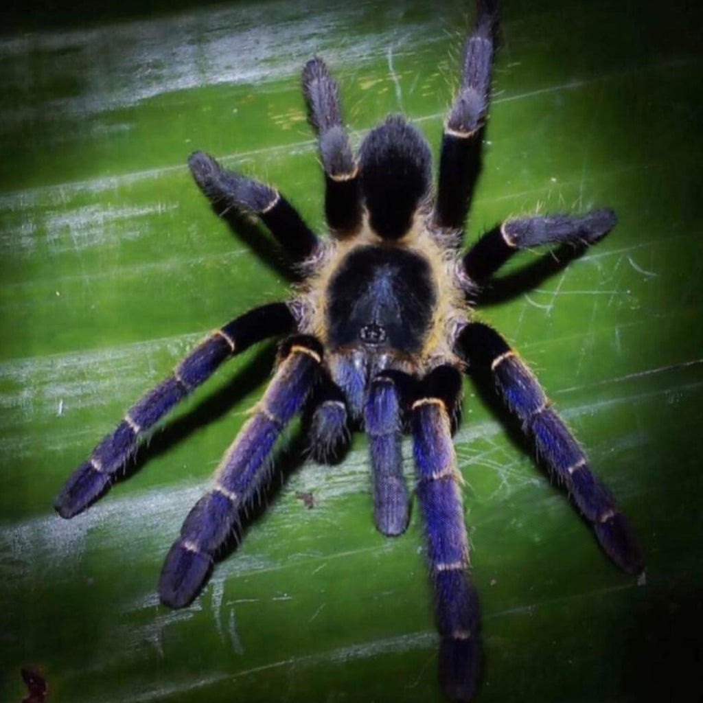 Ornithoctoninae sp. "Ranong Blue" – Blue Earth Tiger Tarantula | Rare Thai Species | Live Arrival Guarantee