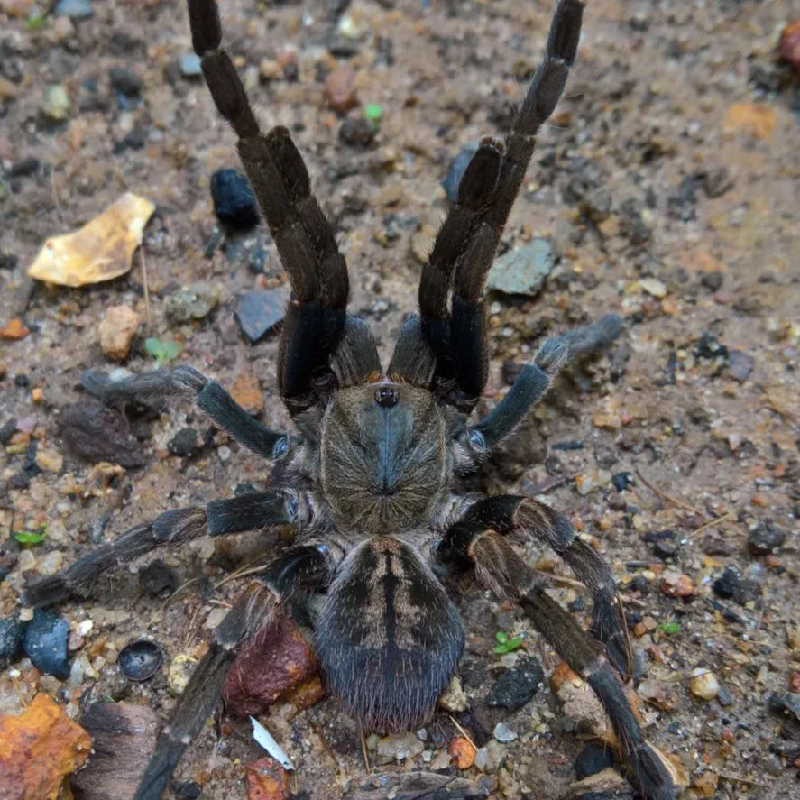 Ornithoctoninae sp. Veronica Dwarf – Veronica Dwarf Earth Tiger Tarantula | Rare Compact Species | Live Arrival Guarantee