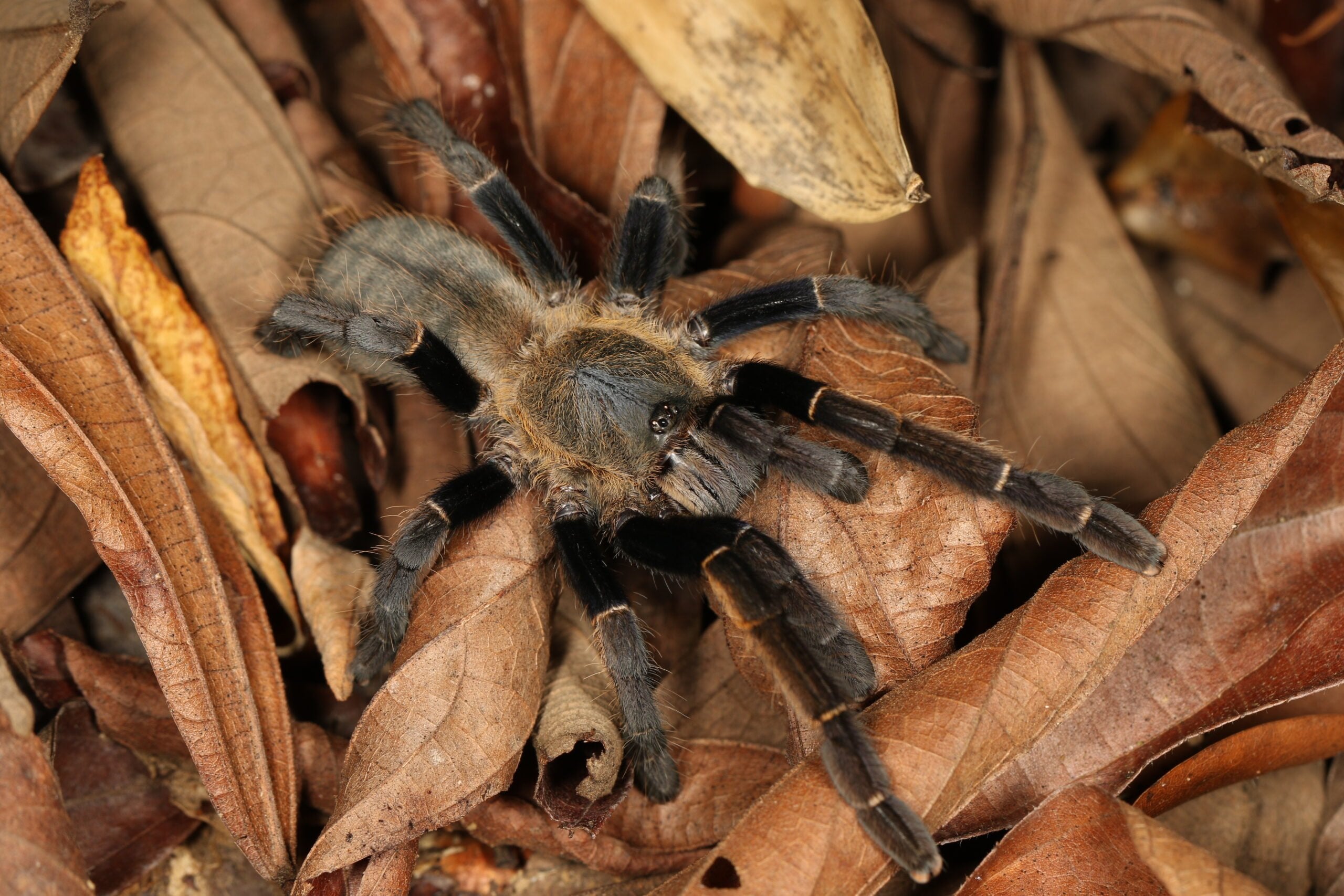 Ornithoctonus aureotibialis – Thai Golden Fringe Tarantula | Stunning Golden Species | Live Arrival Guarantee