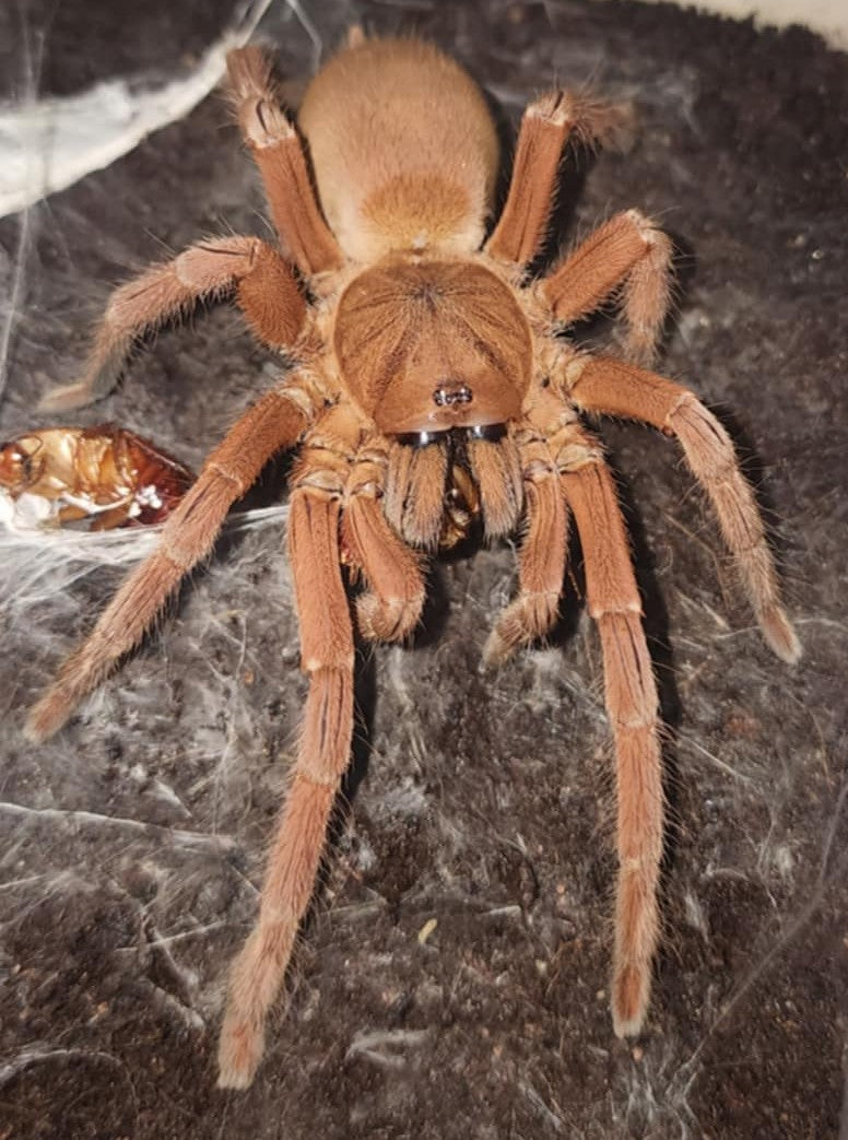 Selenobrachys philippinus – Philippine Tangerine Tarantula | Stunning Asian Species | Live Arrival Guarantee