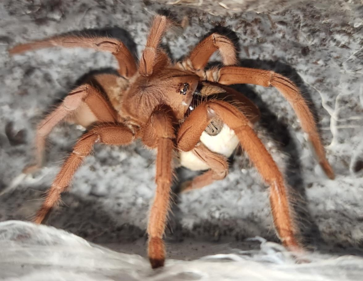 Selenobrachys philippinus – Philippine Tangerine Tarantula | Stunning Asian Species | Live Arrival Guarantee