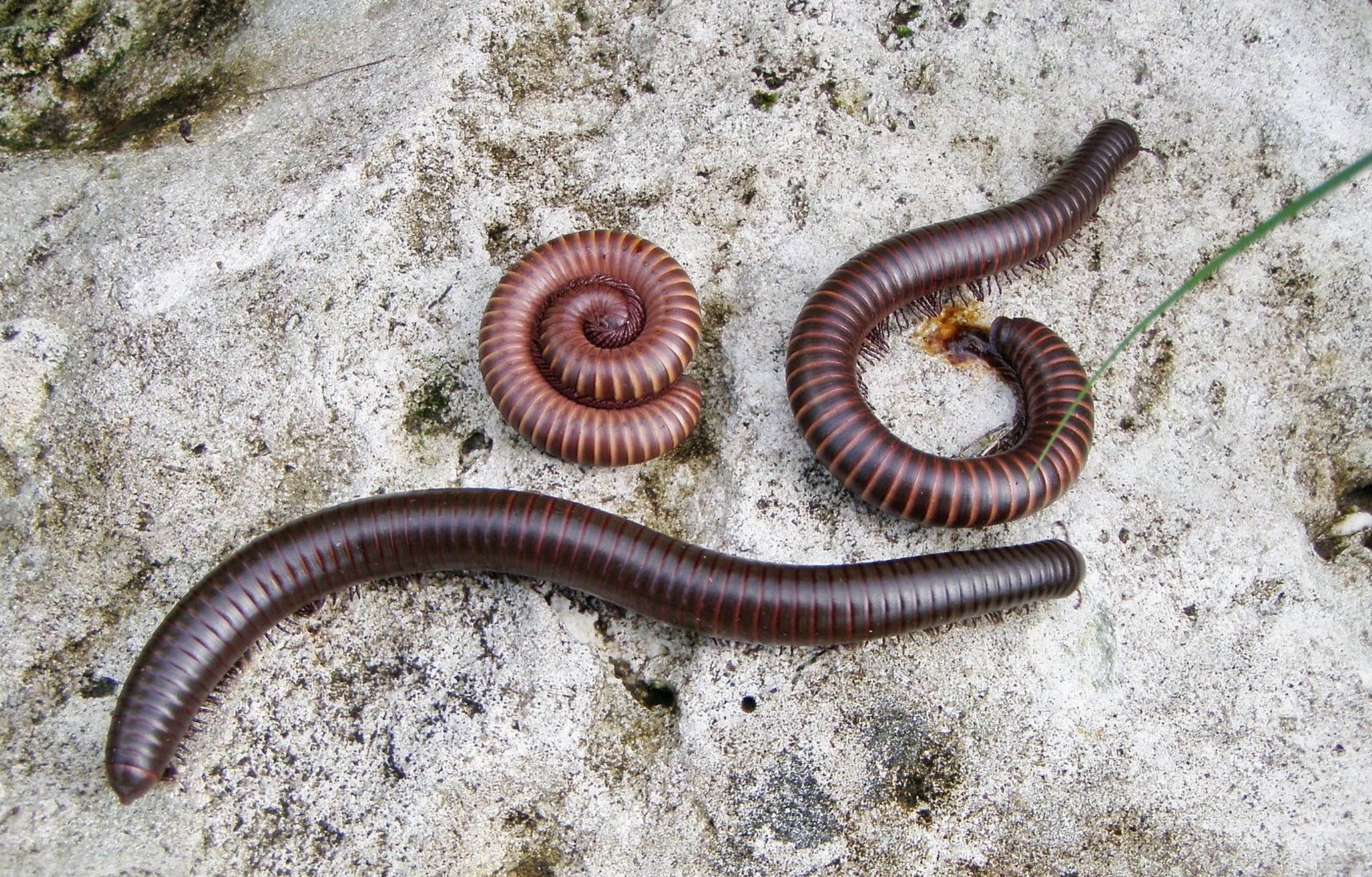 Orthoporus ornatus – Chocolate Desert Millipede | Hardy Southwestern Species | Live Arrival Guarantee