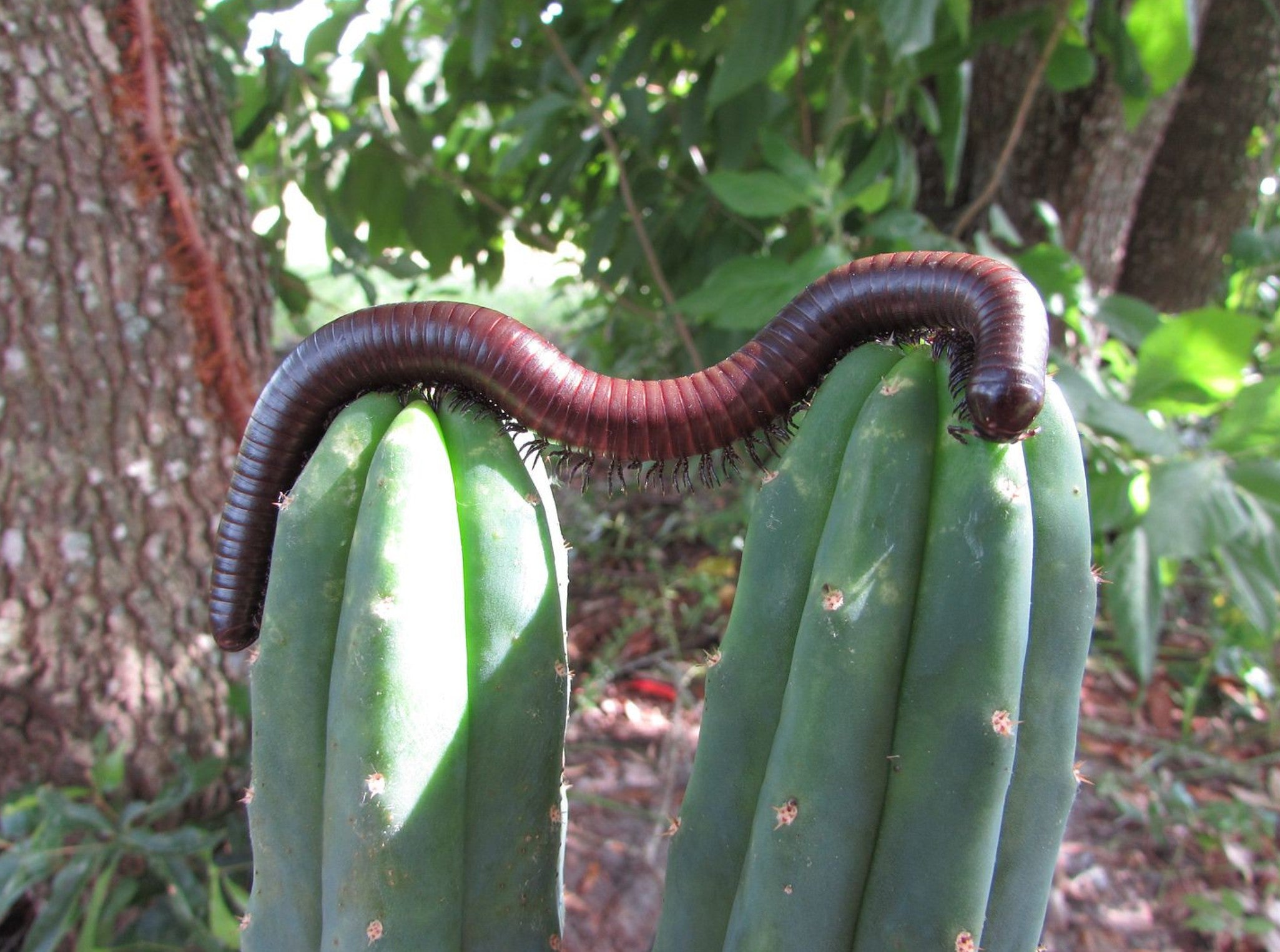 Orthoporus ornatus – Chocolate Desert Millipede | Hardy Southwestern Species | Live Arrival Guarantee